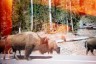 Buffalo blocking the road in Yellowstone